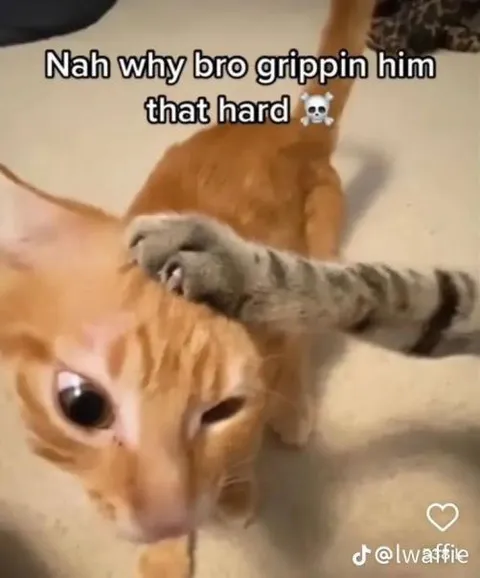 Cat Gripping Another Cat