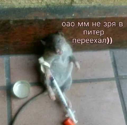 Крыса чинит плитку в Питере