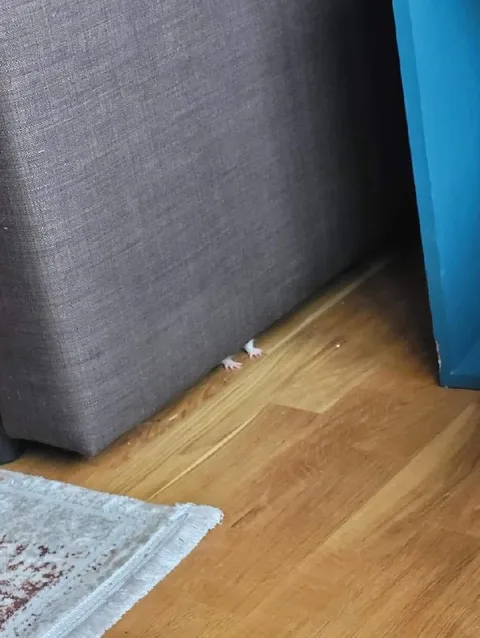 Мышь прячется под диваном