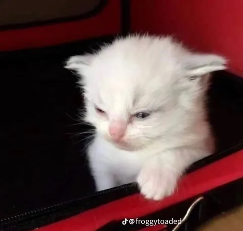 Сонный белый котёнок