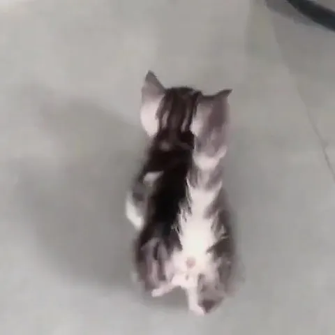 Good Night Sweet Kitty