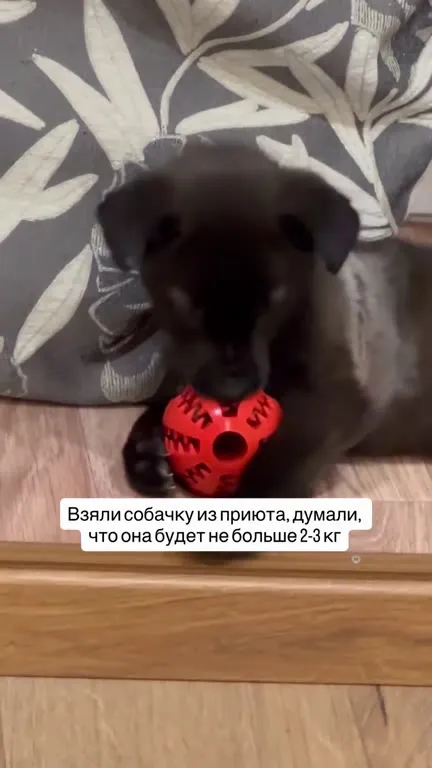 Собачка оказалась 23 кг