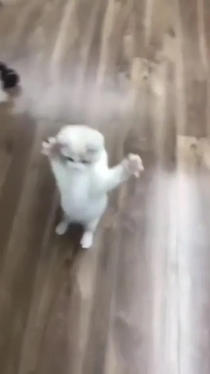 Котёнок танцует на полу