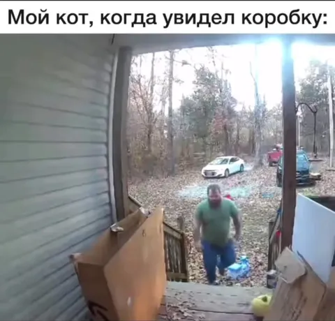 Мой кот увидел коробку