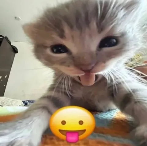 Кот с высунутым языком