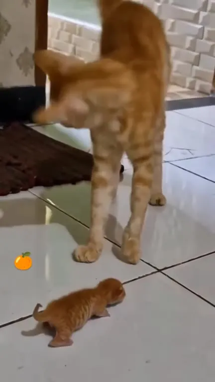Кот знакомится с малышом