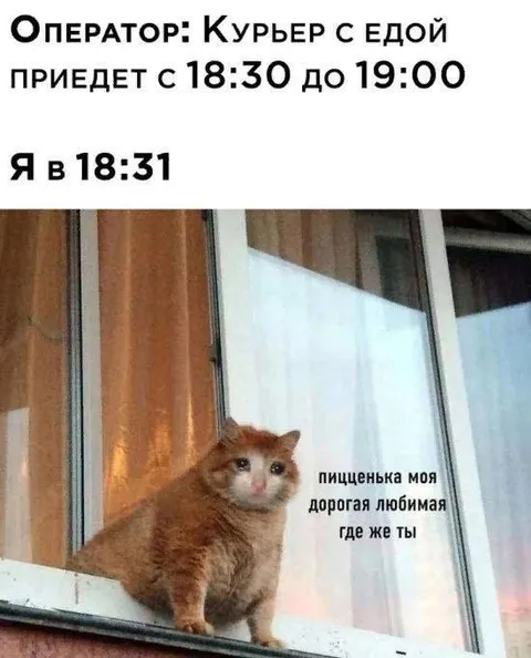 Кот ждёт курьера с пиццей
