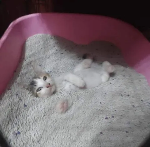 Котёнок уютно лежит на спине