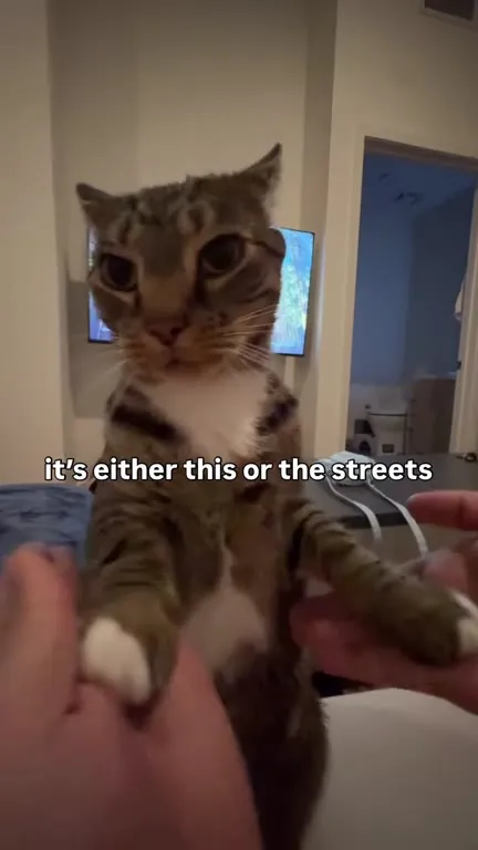 Cat Chooses This or the Streets