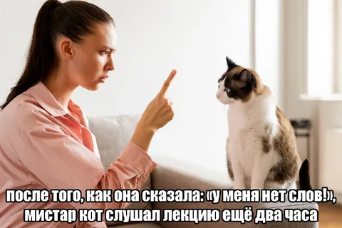 Мистер кот слушает лекцию