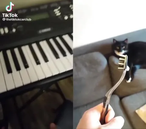 Кот играет на пианино