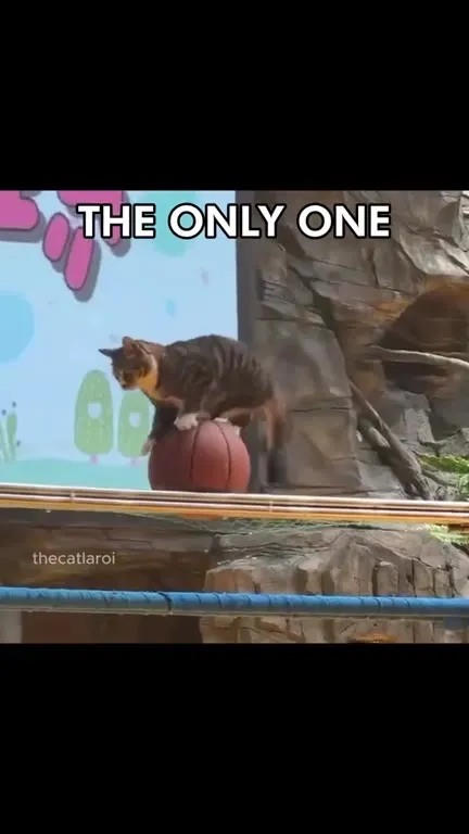 Cats Sing Boulevard of Broken Dreams