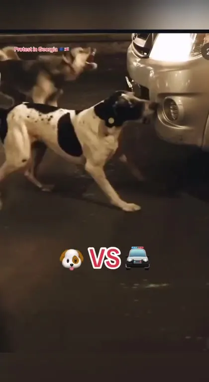 Dog Protests Against a Car