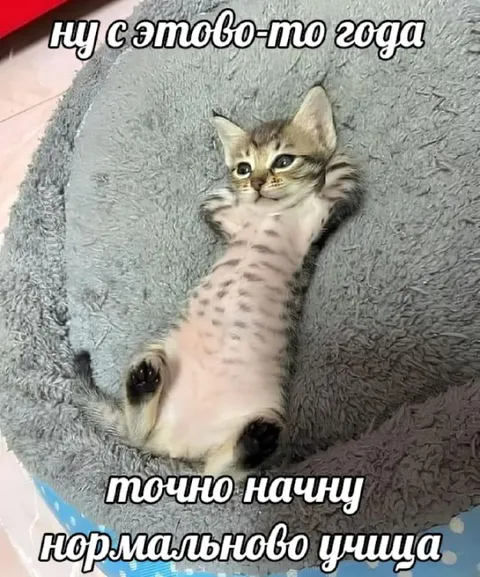 Котёнок начинает учёбу