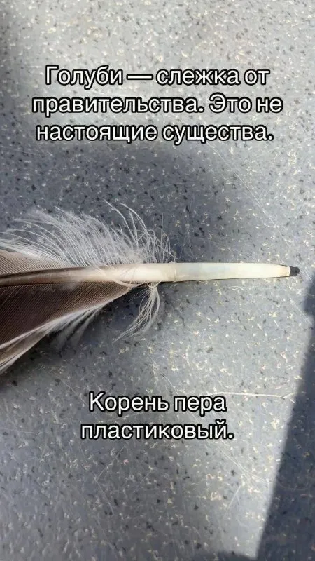 Голуби — слежка от правительства