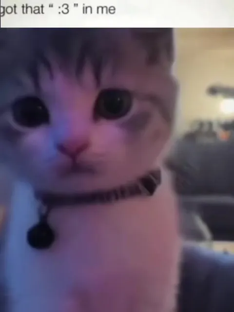 Cat Got That :3 In Me