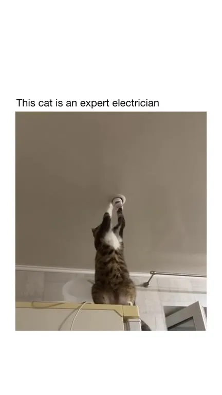 Cat Repairs the Ceiling Light