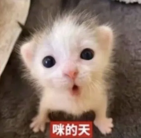震惊的小猫