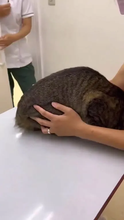 Кот прячется у ветеринара