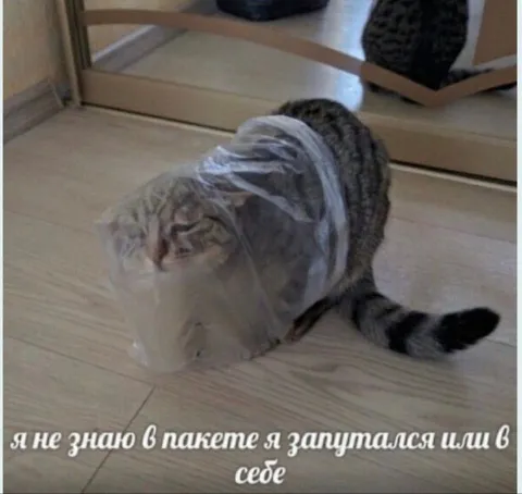 Кот запутался в пакете