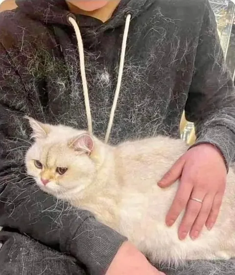 Кот в переноске из худи