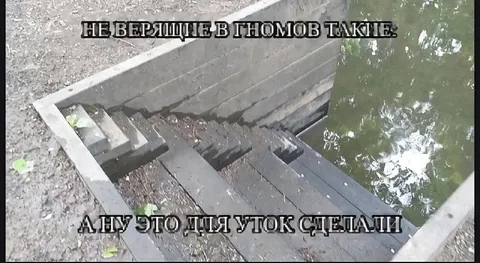 Гномы сделали уток