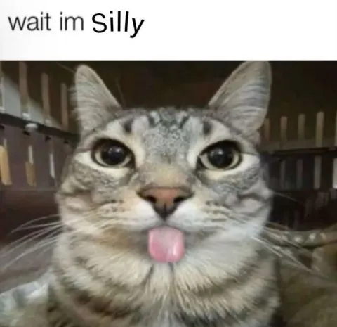 Wait Im Silly Cat
