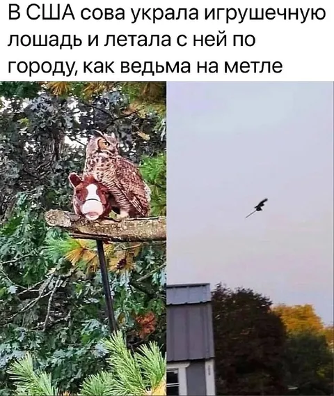 Сова летает на игрушечной лошади