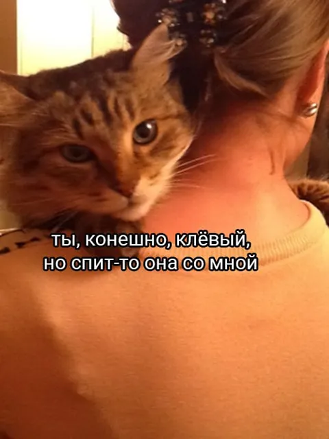 Кот ревнует к хозяйке