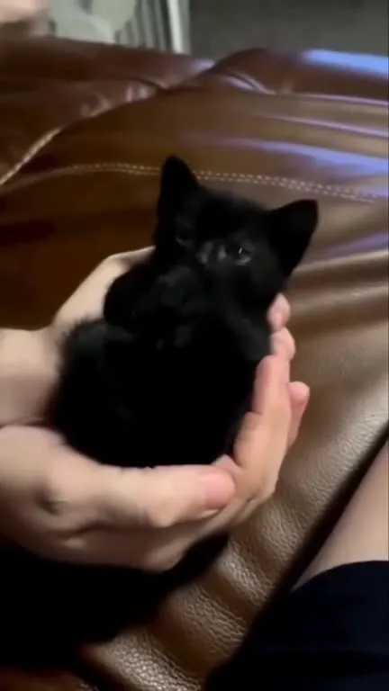 Чёрный котик в ладонях