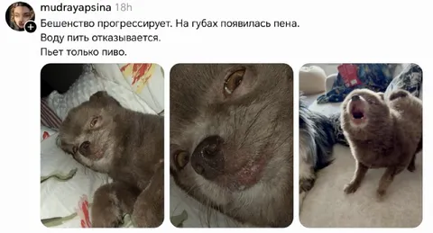 Обезьяна пьёт только пиво