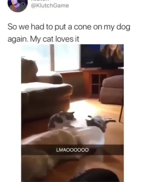 Cat Loves the Dog Cone
