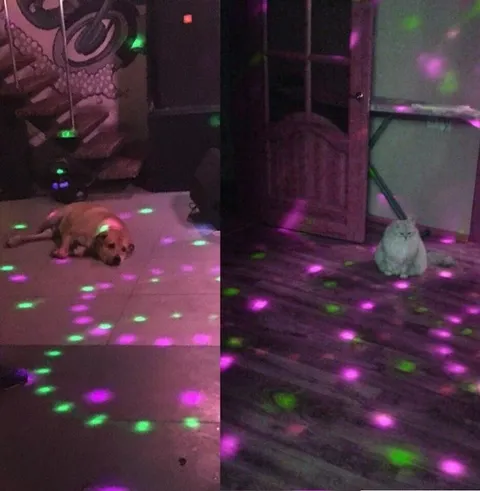 Собака и кот на дискотеке