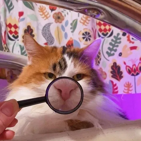 Кот под увеличительным стеклом