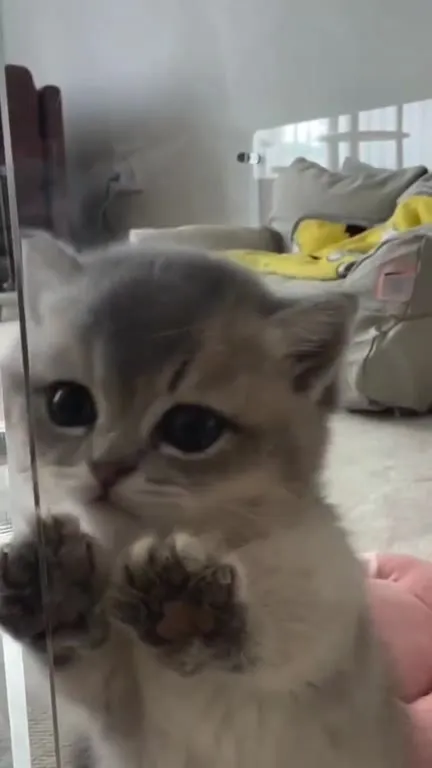 Котёнок за стеклом