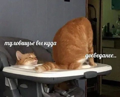 Туловище, вы куда?
