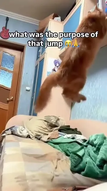 Cat’s Completely Pointless Jump