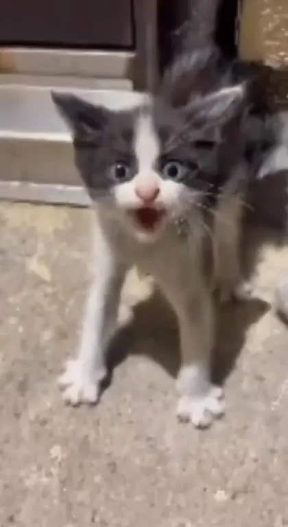 Котёнок громко мяукает