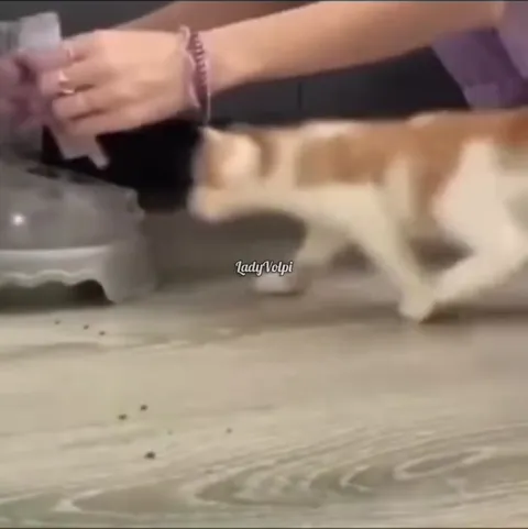 Котёнок рвётся к еде