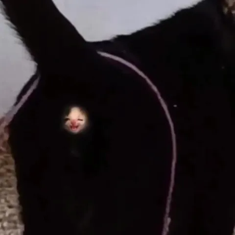 Кот с лицом котёнка