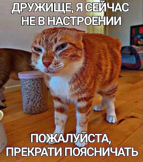 Кот больше не в настроении