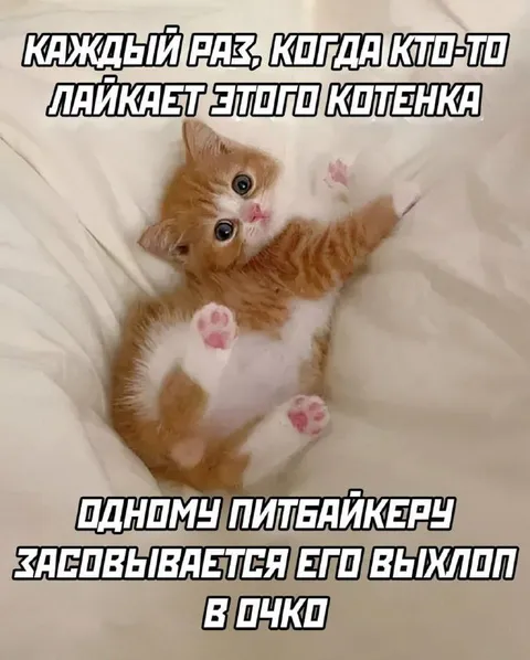 Котёнок и выхлоп питбайкера