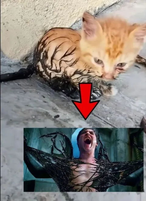 Котёнок превращается в Венома