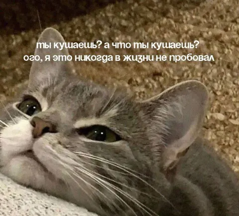Кот впервые пробует еду