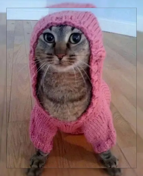 Кот в розовом свитере