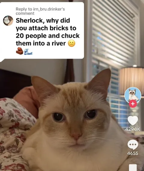 Cat Asked About River Bricks