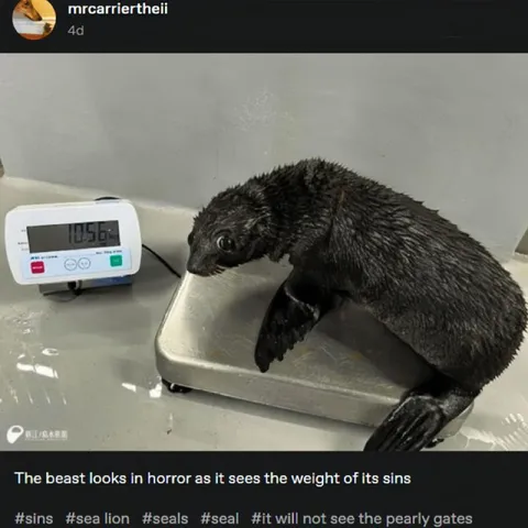 Sea Lion Weighs Its Sins
