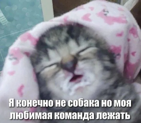 Любимая команда — лежать