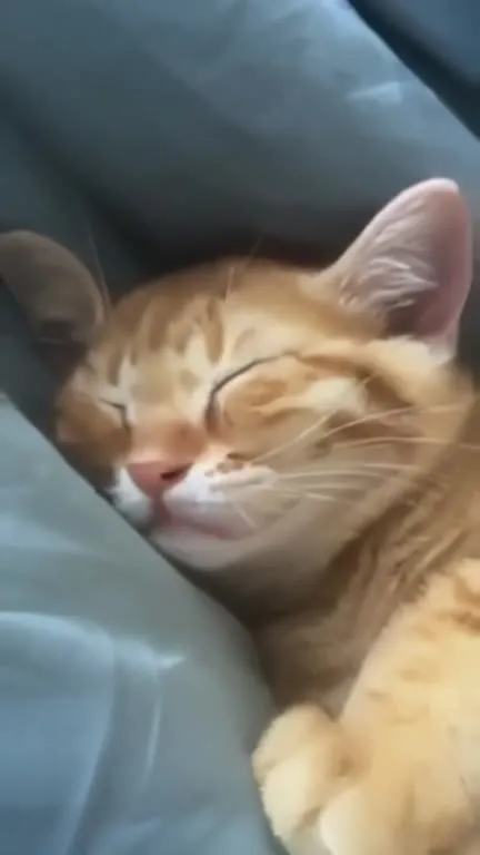 Сонный рыжий котик зевает
