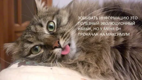 Прокачанная забывчивость кота